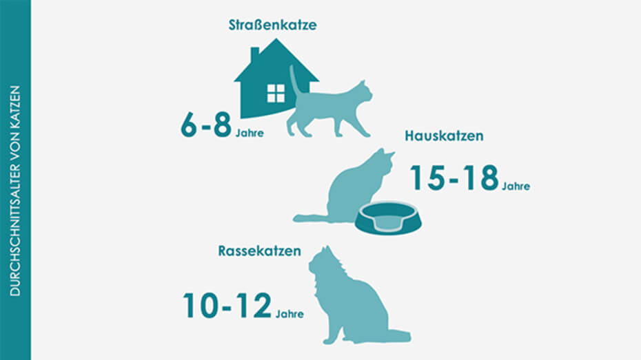 Wie alt werden Katzen? PURINA ONE